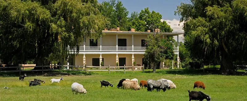 Los-Luceros-home-pasture Sheep grazing in grassy area next to large ranch style home