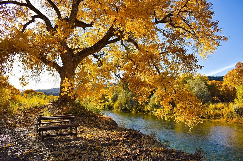 image of a tree with yellow leaves in Fall, at the Los Luceros Historic Site